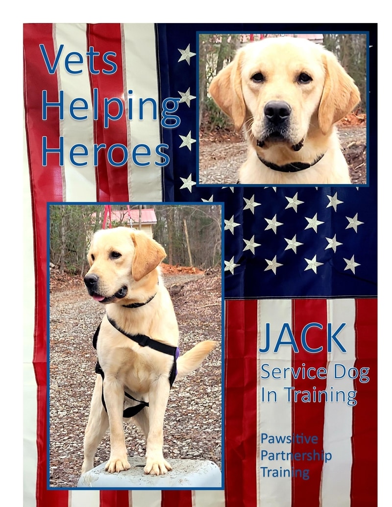 Service Dog In Training "Jack" In Honor Of Leslie L. Alexander ...